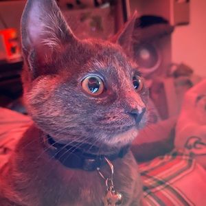 Meet your Posher, Ashlynn